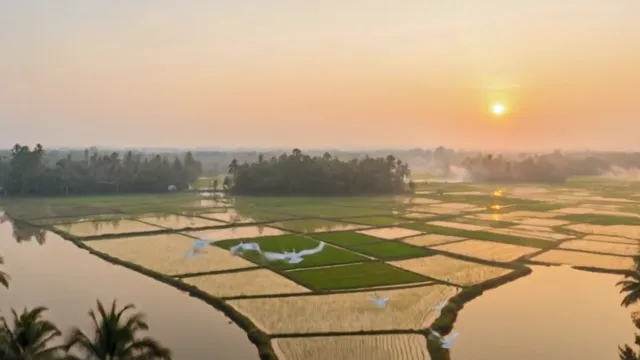 Rice paddies and waterways at sunrise with white egrets in flight